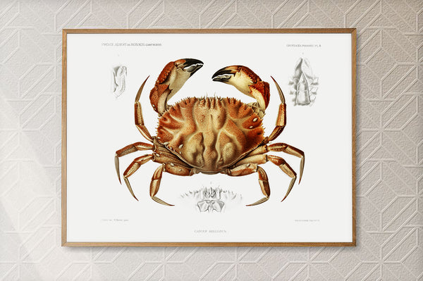 Vintage Wall Art - Dungeness Crab Scientific Illustration
